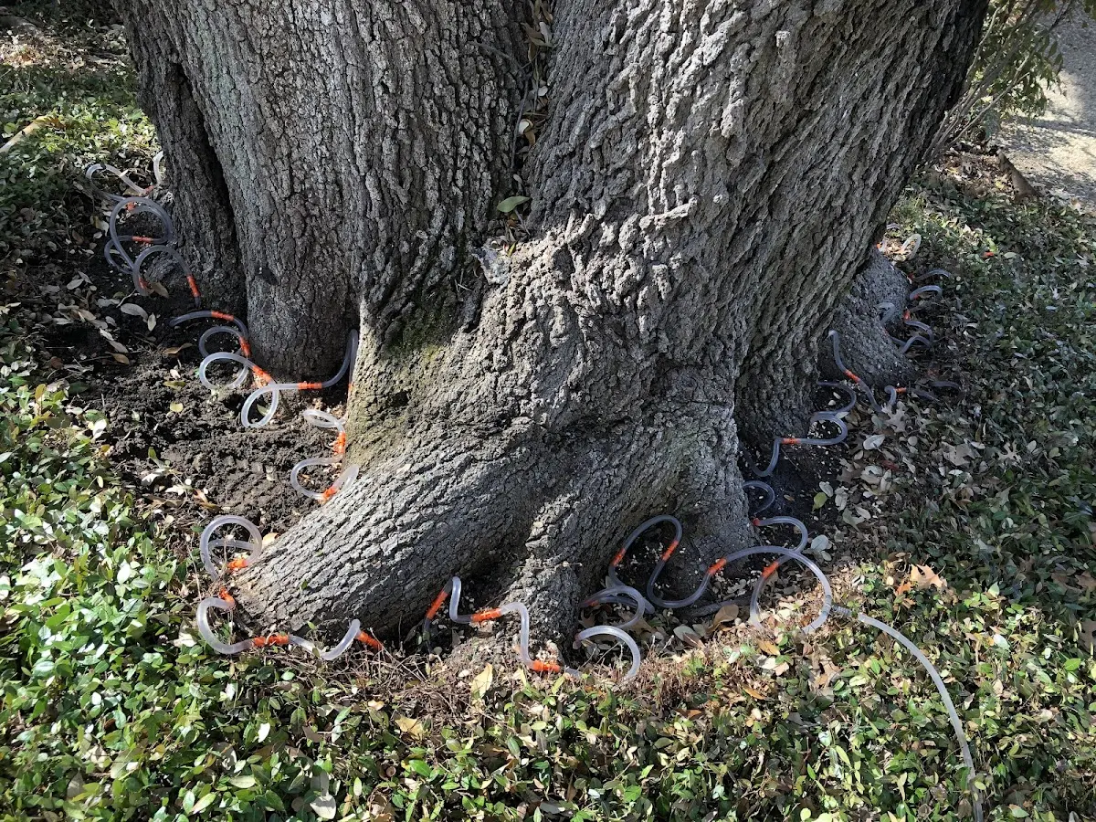 Detailed Tree Cabling and Bracing job site in Cuba