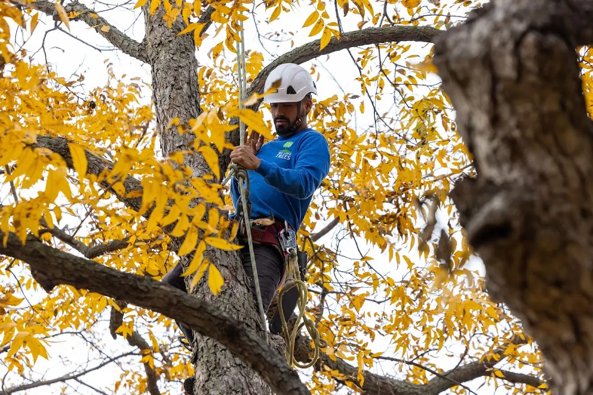 Skilled Tree Planing crew working in Cuba